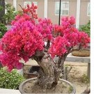 Bougainvillea Seeds - Red Flowers 50pcs