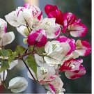 Bougainvillea Seed Colorful Bougainvillea Spectabilis Willd Plant Seeds 100 Seeds