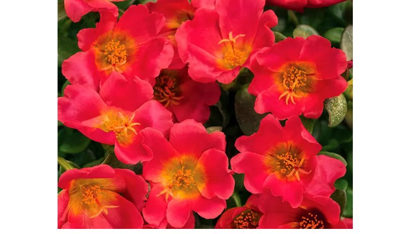 Portulaca Grandiflora Rose Red, Single Petal 100 Seeds