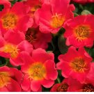 Portulaca Grandiflora Rose Red, Single Petal 100 Seeds Portulaca Grandiflora Rose Red, Single Petal 100 Seeds