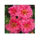 Pink Portulaca Grandiflora Seeds Homegrown Moss Rose Sun Plant Flowers 100 Seeds