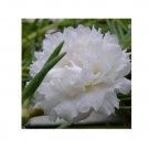 Big Flower Bonsai Bag of Portulaca grandiflora Home Garden Plant  500pcs