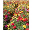 Mixed Color Moss-Rose Purslane Double Flower for -ing (Portulaca grandiflora), Heat Tolerant  500pcs
