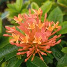 Ixora Chinensis Bonsai Plant Flower Bonsai Perennial Bougainvillea Bonsai  100 Seeds