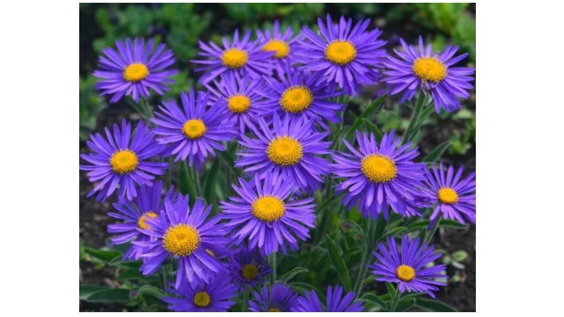 Alpine Aster Mix Seeds - Alpine Aster for Rock Gardens & Beds 500 Seeds