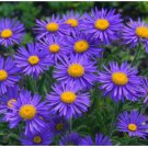 Alpine Aster Mix Seeds - Alpine Aster for Rock Gardens & Beds 500 Seeds