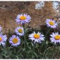 Alpine Aster Mix Seeds - Alpine Aster for Rock Gardens & Beds 500 Seeds