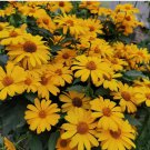 Heliopsis helianthoides Seeds - Drought Tolerant, Low Maintenance Perennial 100 Seeds