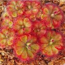 Drosera burmannii 'Humpty Doo' Seeds - Fresh Harvest, High Germination Rate, Carnivorous 100 Seeds