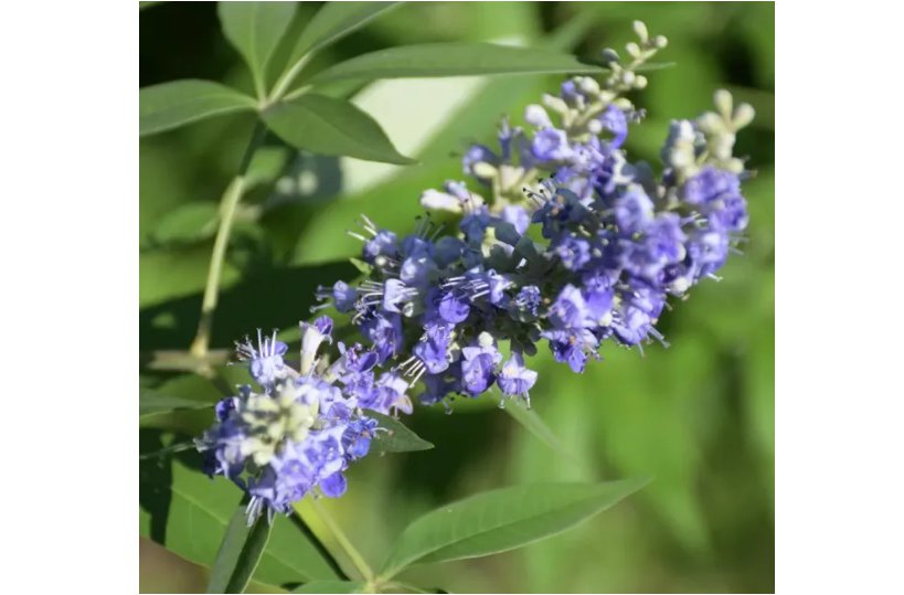 Chinese Chaste Tree Seeds - Five-Leaved Ornamental Shrub for Landscaping & Bonsai 100 Seeds