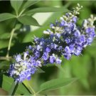 Chinese Chaste Tree Seeds - Five-Leaved Ornamental Shrub for Landscaping & Bonsai 100 Seeds