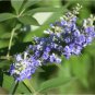 Chinese Chaste Tree Seeds - Five-Leaved Ornamental Shrub for Landscaping & Bonsai 100 Seeds