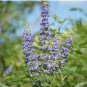 Chinese Chaste Tree Seeds - Five-Leaved Ornamental Shrub for Landscaping & Bonsai 100 Seeds