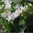 White Tweedia Seeds - Rare Pure White Southern Star Flower for Wedding Bouquets 50 Seeds