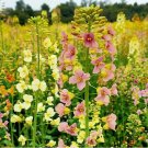 Rainbow Rapeseed Seeds - Ornamental Flower Seeds for Gardening 250 Seeds