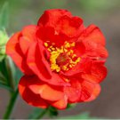 Crimson Ocean Avens Seeds - Geum Coccineum, Perennial Flower Seeds, 100 Seeds