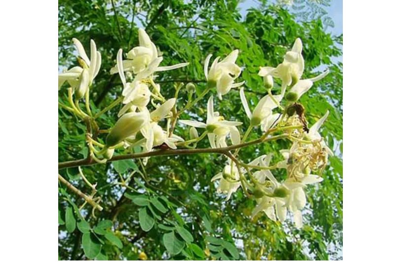 Moringa tree Seeds - Fast-Growing, Edible, Medicinal, Ornamental 50 Seeds
