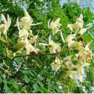 Moringa tree Seeds - Fast-Growing, Edible, Medicinal, Ornamental 50 Seeds