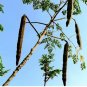 Moringa tree Seeds - Fast-Growing, Edible, Medicinal, Ornamental 50 Seeds