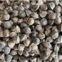 Moringa tree Seeds - Fast-Growing, Edible, Medicinal, Ornamental 50 Seeds
