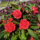 Red Garden Balsam Double Flower Seeds - Long Lasting Summer Beauty for Pots & Borders 100 Seeds