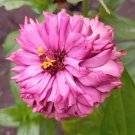 Pink Beautiful Zinnia Seeds, Original Pack, 60 seeds 60 Seeds