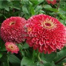 Double-Flowered Zinnia Seeds – Vivid Pink, Elegant Annual Blooms 100 Seeds