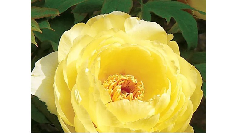 Heirloom High Noon Yellow Tree Peony Flower Seeds 5 Seeds