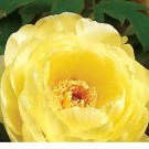Heirloom High Noon Yellow Tree Peony Flower Seeds 5 Seeds
