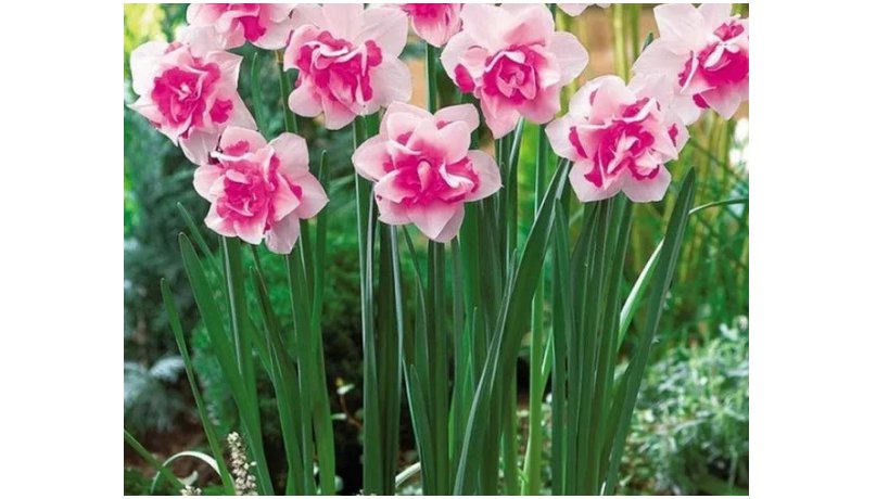 Purple Daffodils Aquatic Plants Double Petals Flower Seeds 50 Seeds