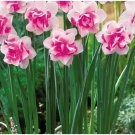 Purple Daffodils Aquatic Plants Double Petals Flower Seeds 50 Seeds