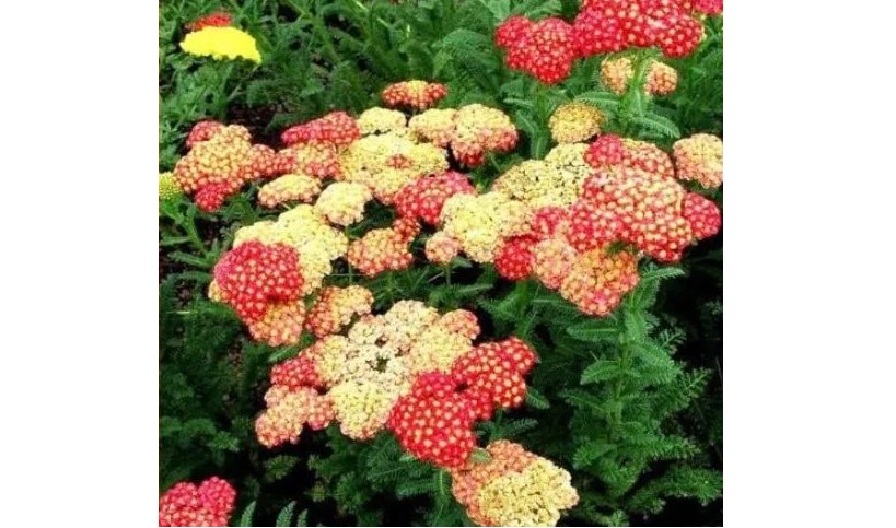 Yarrow Flower Seeds 100 Seeds