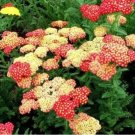 Yarrow Flower Seeds 100 Seeds