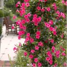 Mandevilla seeds potted balcony DIY home garden planting flowers Beautiful Flower 120 Seeds
