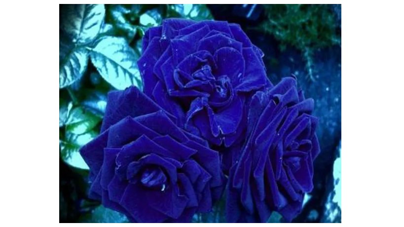 Rare Heirloom 3-Flower Blue Damask Rose Bush Flower Seeds 50 Seeds
