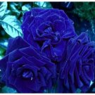 Rare Heirloom 3-Flower Blue Damask Rose Bush Flower Seeds 50 Seeds