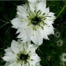 Nigella White Flower Seeds Nigella Damascena Love in A Mist White Flower 50 Seeds