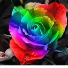 'Rain Rainbow' Colorful Rose Seedling Flower Seeds, Professional Pack, 50 Seeds / Pack