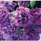 the Rarest Dianthus 'Purple Rain' Carnation Flower Seeds 50 Seeds