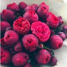 Chinese Peony Flower Seeds, Dark Red 20 Seeds