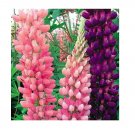 MIXED RUSSELL LUPINE Lupinus Polyphyllus Flower Seeds 10 Seeds