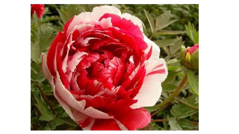 Red White Peony Flower Seeds, Professional Pack, 5 Seeds / Pack