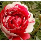 Red White Peony Flower Seeds, Professional Pack, 5 Seeds / Pack