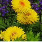 Yellow Strawflower Seeds | Annual Helichrysum Bracteatum 200 Seeds