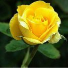 Heirloom Yunnan Yellow Rose Flower Perennial Shrub Plant Seeds,  50 Seeds