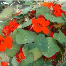 Royal Scarlet' Red Nasturtium Seeds - Edible Flowers, Peppery Leaves for Salads 50 Seeds