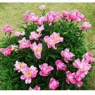 Clusters of Pink Chinese Herbaceous Peony Flower Seeds, Professional Pack, 5 Seeds / Pack