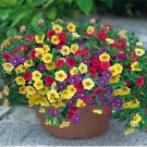 Mix Petunia Shuttlecock Flower Horn Bonsai Flower Seeds 200pcs