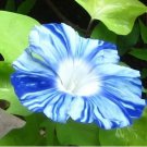 Rare Japan Takii White Blue Stripe Morning Glory Perennial Flower Seeds 50 Seeds