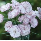 Rare Hardy Perennial Dianthus 'Crimson Rim' Carnation Flower Seeds, 50 Seeds